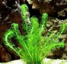Lagarosiphon Muscoides